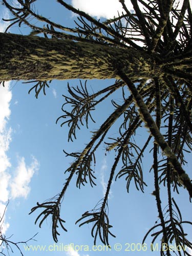 Image of Araucaria araucana (Araucaria / Pehuén / Piñonero). Click to enlarge parts of image.